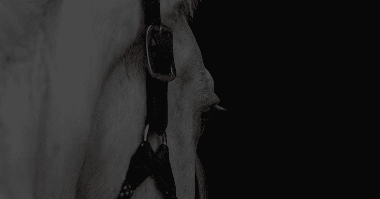 EQUI LUX — tratamiento capilar para caballos
